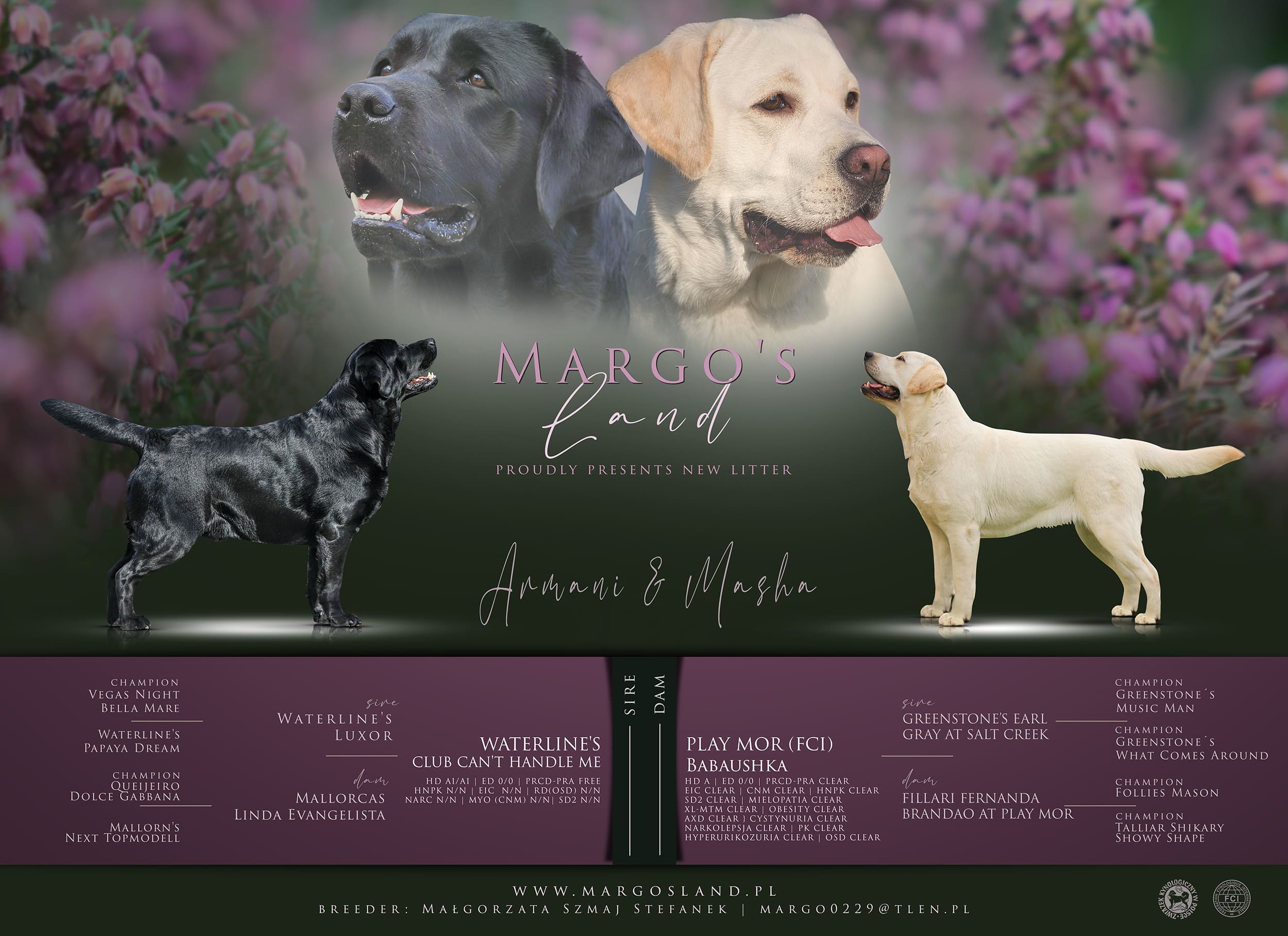 Margo's Land - hodowla psów rasy Labrador Retriever