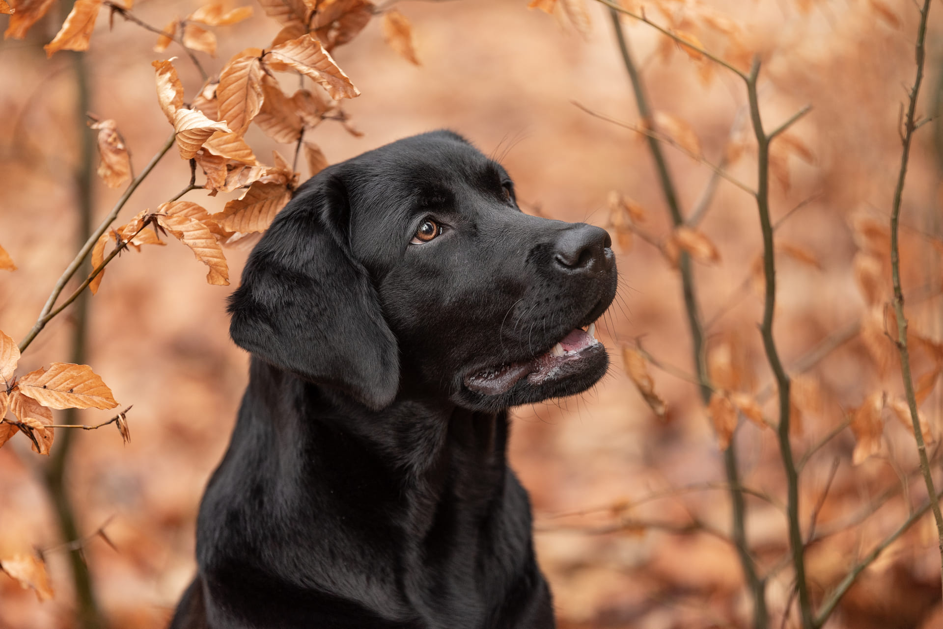Über die Rasse Labrador Retriver