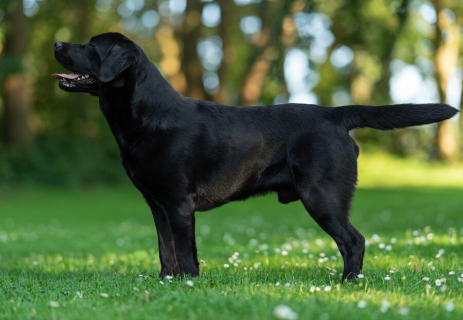 Kontakt Margo’s Land - hodowla psów rasy Labrador Retriver.