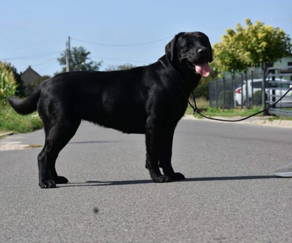 GIULIA Margo's Land FCI