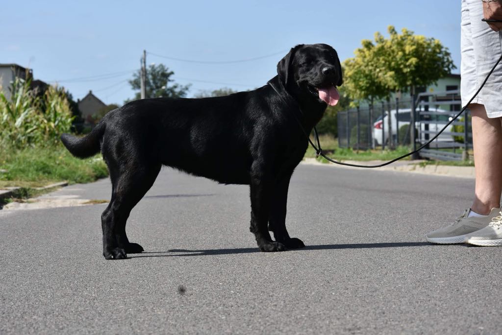 GIULIA Margo's Land FCI