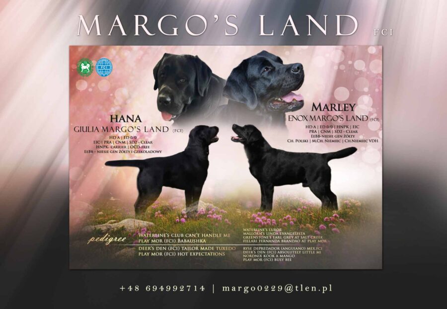 Zapowiedź miotu Hana & Marley