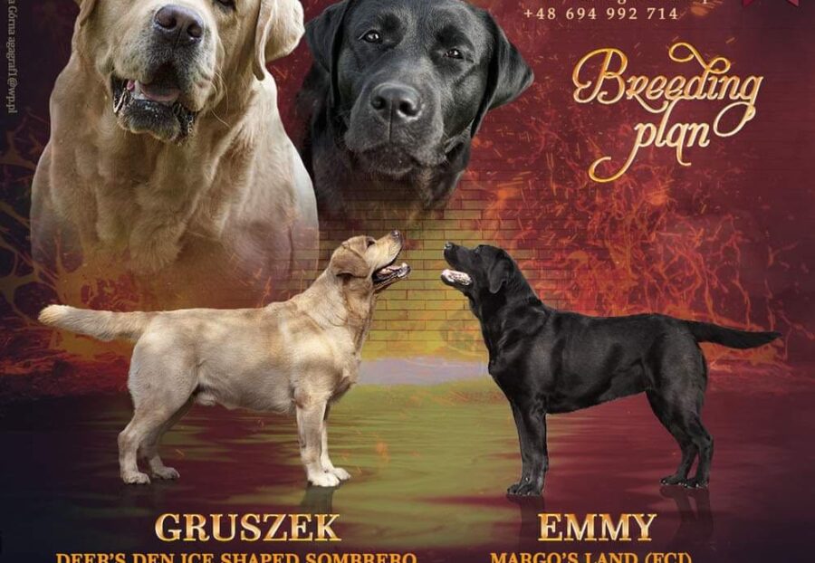 Czekamy na narodziny szczeniąt