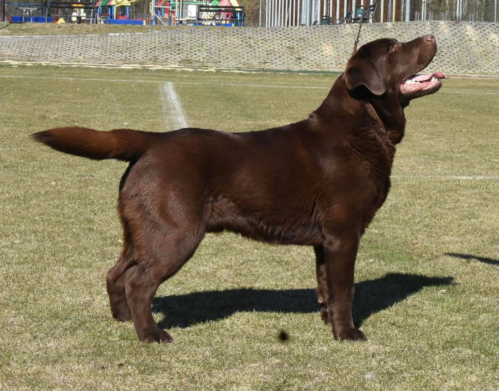 IVAR Margo's Land FCI