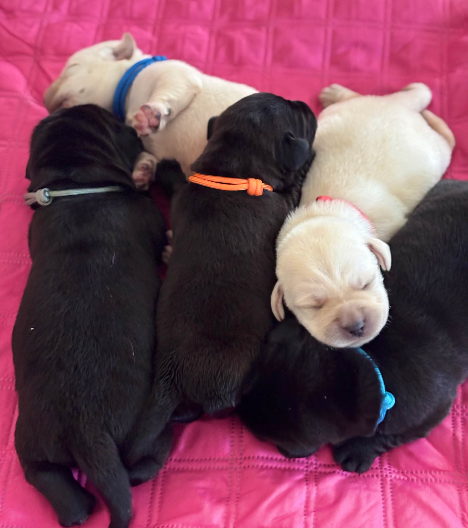 Margo's Land - hodowla psów rasy Labrador Retriever